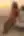 Awa, Bikini (blurred preview, members only)