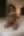 Jade, Fine lingerie (blurred preview, members only)